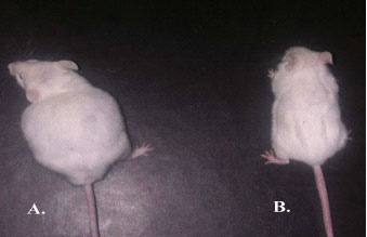 The appearance of mice from “control” and preventative treatment